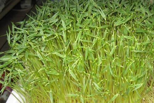 豌豆芽怎么发 发豌豆芽的方法技巧