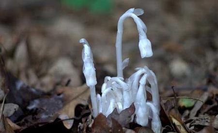 水晶兰的花语