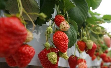 草莓膨果期 需补充的营养