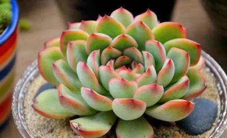 花月夜的养殖方法