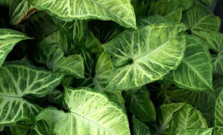 合果芋的养殖方法