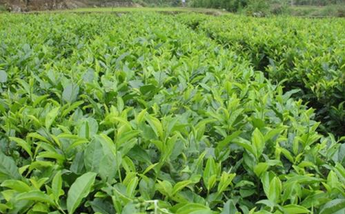 石崖茶属于绿茶吗 石崖茶的主要成分和饮用方法