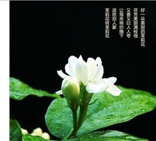 茉莉花茶的功效和作用