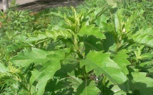 刺菜煮水喝有什么作用 刺菜煮水的功效与药用价值