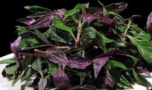 观音菜怎么做好吃 观音菜的做法技巧