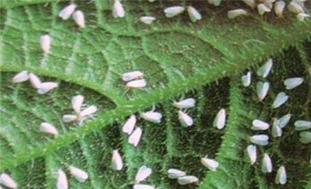 黄瓜白粉虱的防治方法
