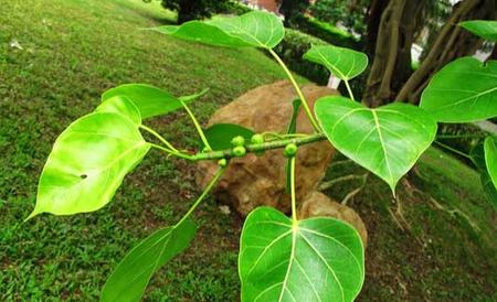 菩提树