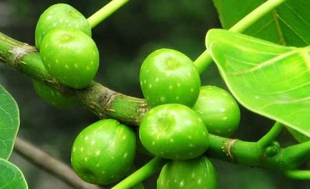 菩提树