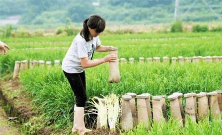 韭黄的种植管理技术