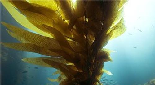 海带芽和海带的区别