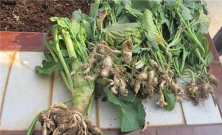 油菜根肿病的防治方法