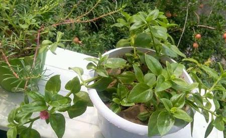 厚脸皮植物怎么养