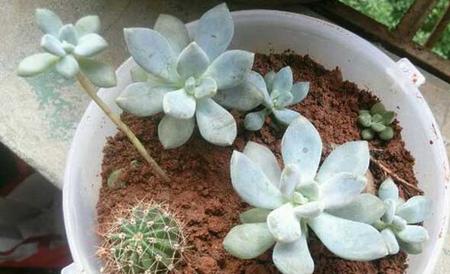 厚脸皮植物怎么养