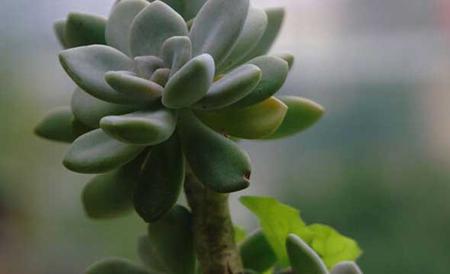 厚脸皮植物怎么养