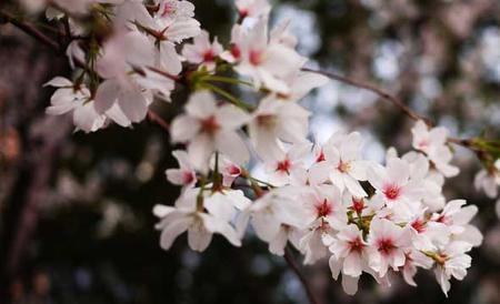 樱花树