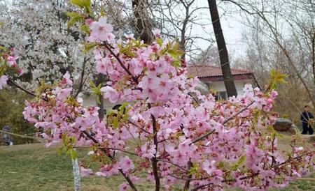 樱花树