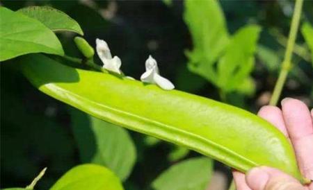 刀豆落花落荚原因及预防措施