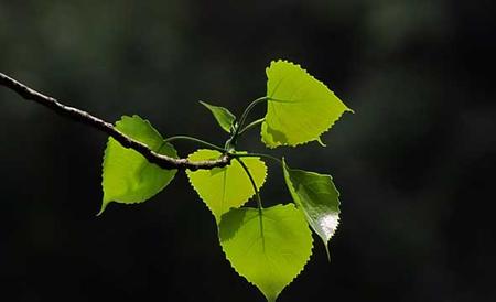 白杨树的特点