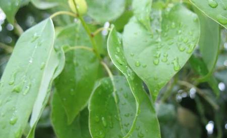 香樟树种植技术