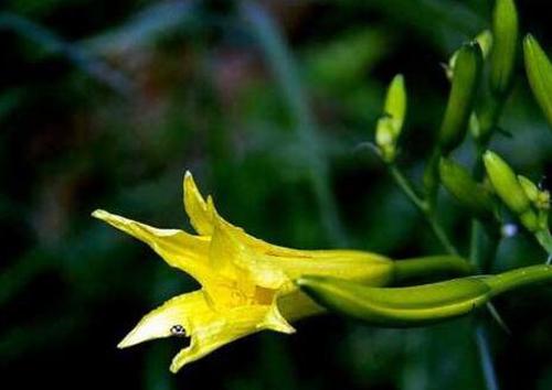 黄花菜的种植技术 黄花菜什么时候种植