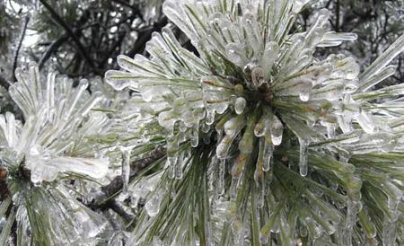 雪松产地在哪里