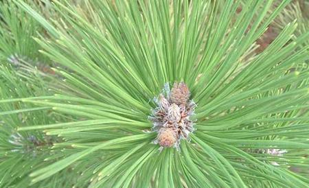 马尾松种植技术