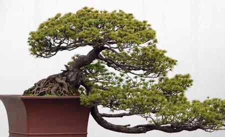 松树盆景怎么养