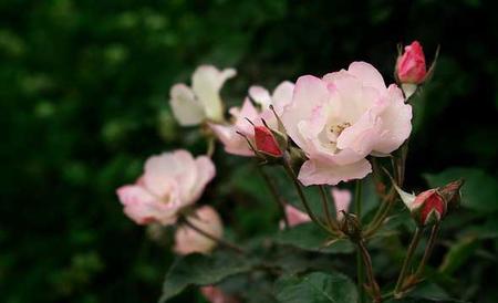 野蔷薇花语和传说