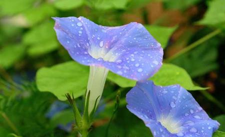 牵牛花种子怎么种