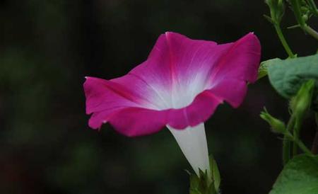 牵牛花花语和传说