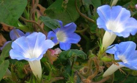 牵牛花花语和传说
