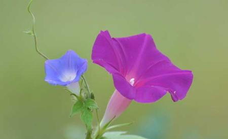 牵牛花花语和传说