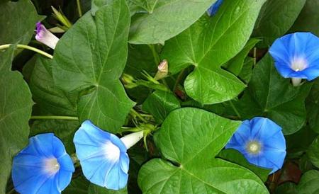 牵牛花的养殖方法