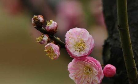 盆栽梅花怎么养