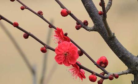 梅花什么时候开花