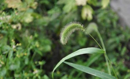 狗尾巴草是什么植物