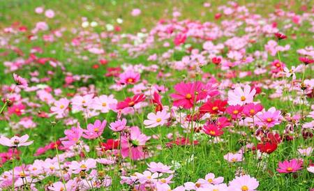 格桑花花语和传说