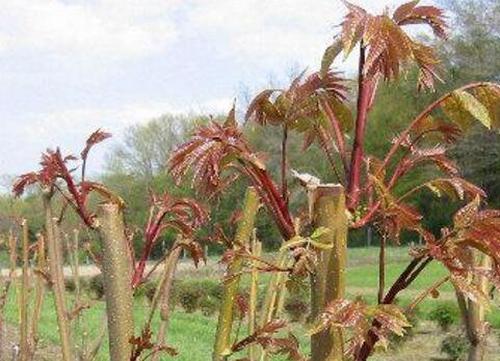 如何种植香椿 香椿的种植方法技巧