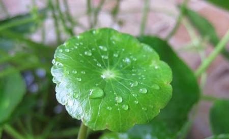 铜钱草繁殖方法