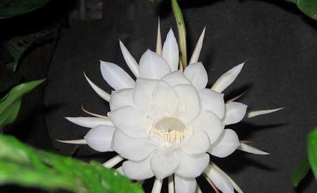 昙花的生命有多长