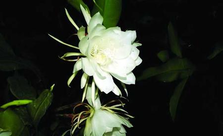 昙花的生命有多长