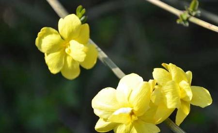 迎春花病虫害防治技术