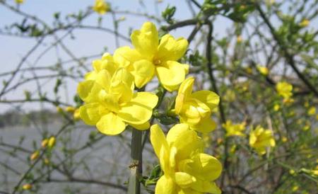 迎春花病虫害防治技术