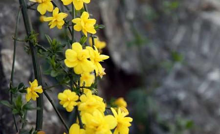 迎春花病虫害防治技术