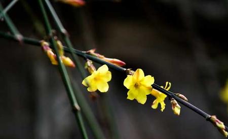 迎春花病虫害防治技术