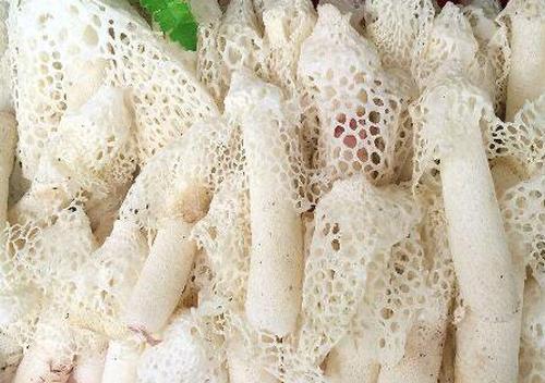 竹荪的功效与作用 竹荪怎么吃