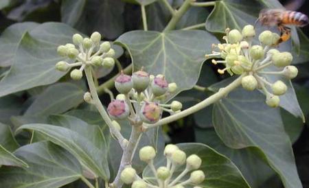常春藤会开花吗