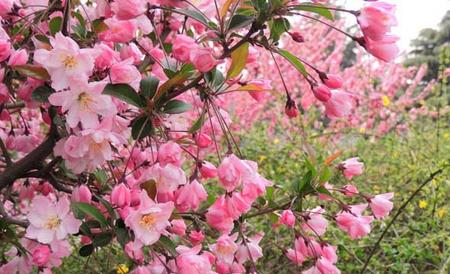 一树梨花压海棠