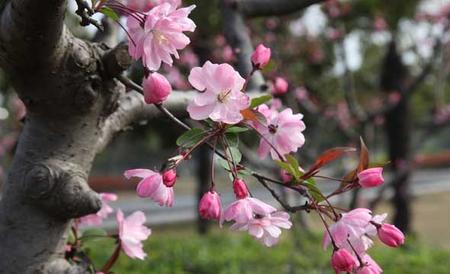 一树梨花压海棠