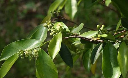 沉香树的种植条件